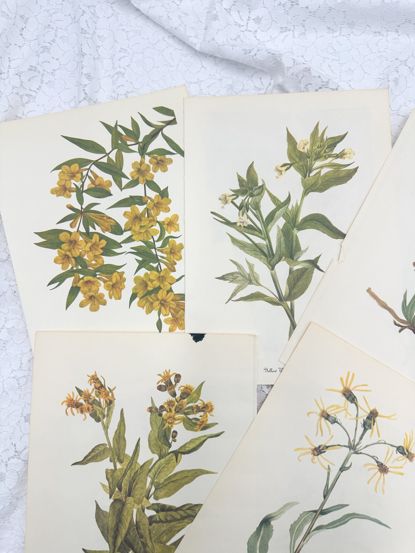 Botanical Print Set