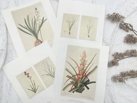 Botanical Print Set