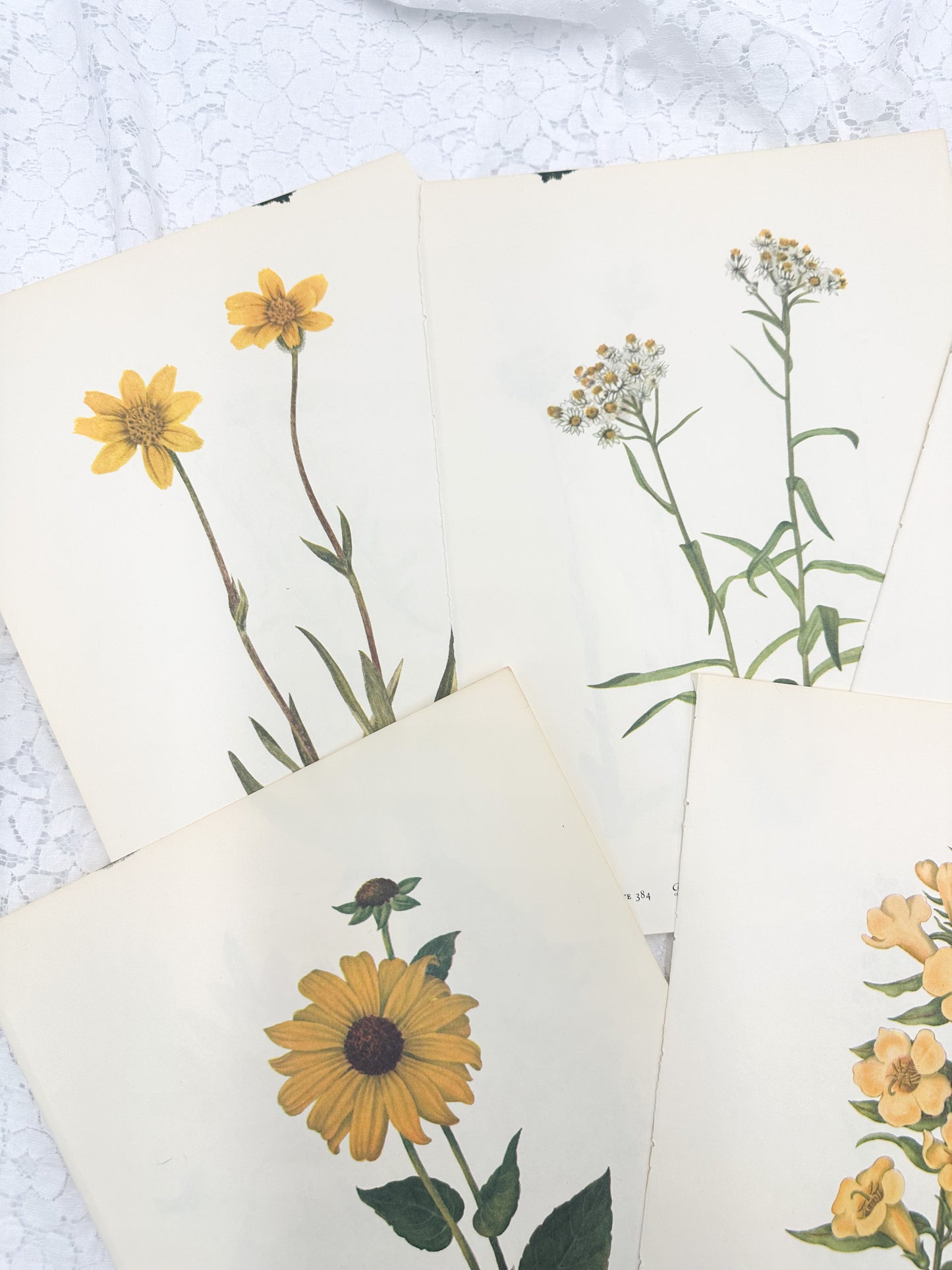 Botanical Print Set