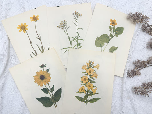 Botanical Print Set