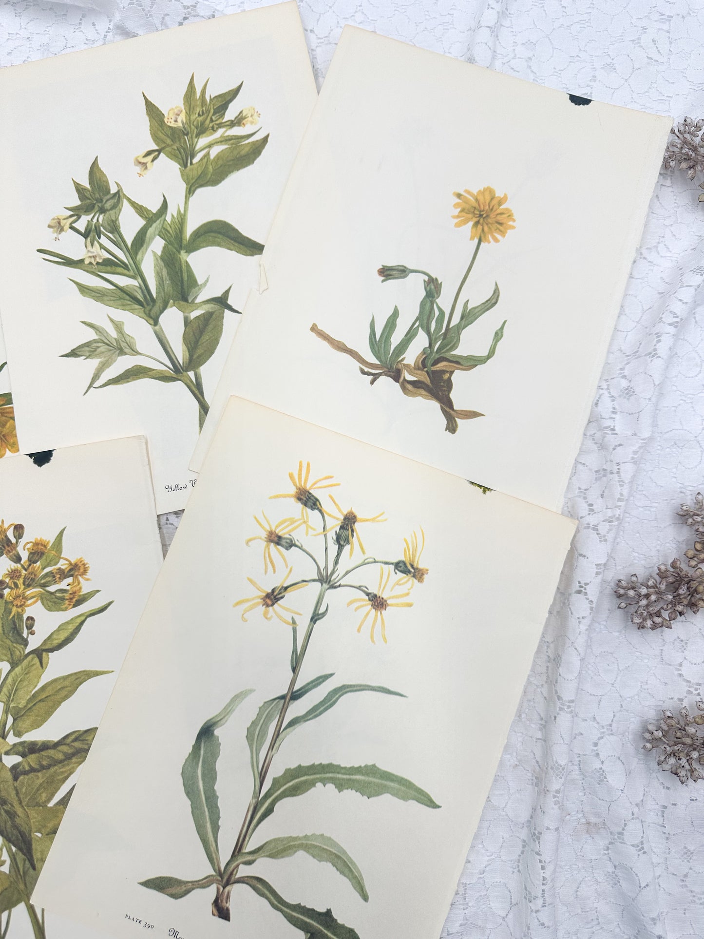 Botanical Print Set