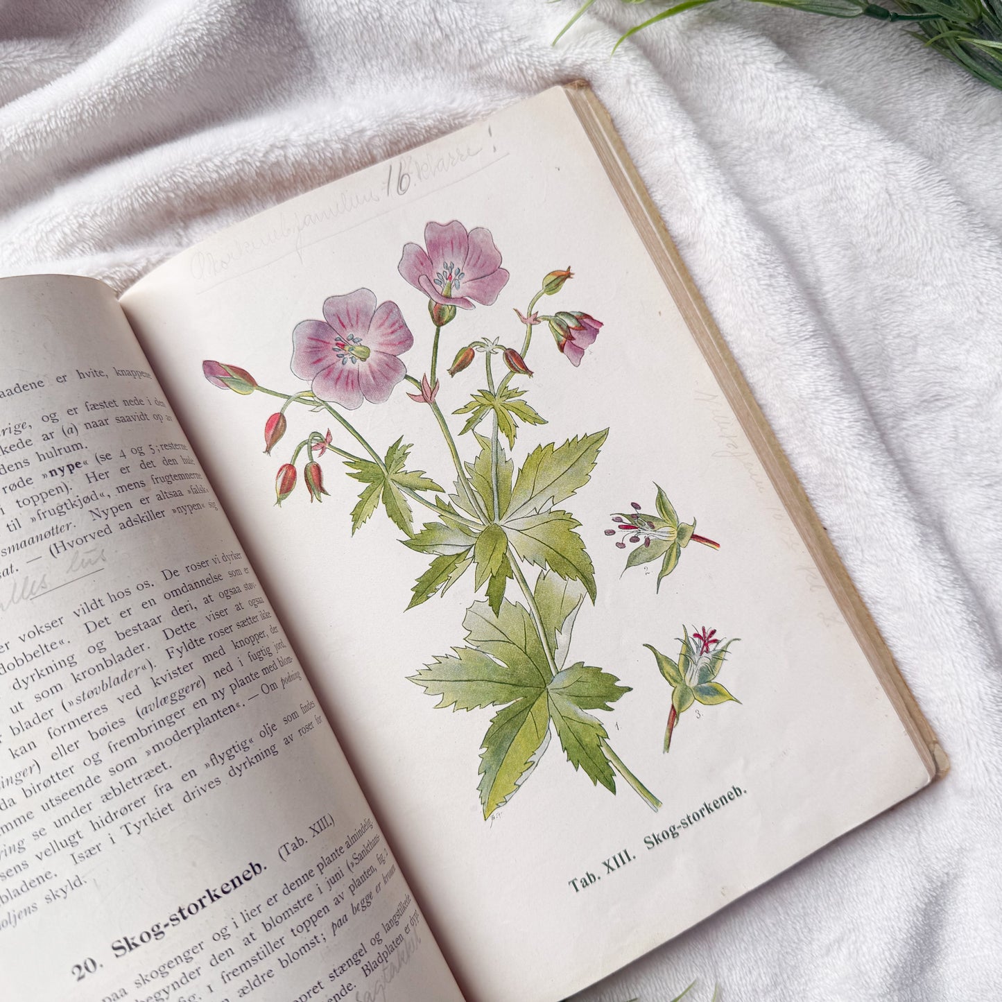 Vintage Botany Book with Writings