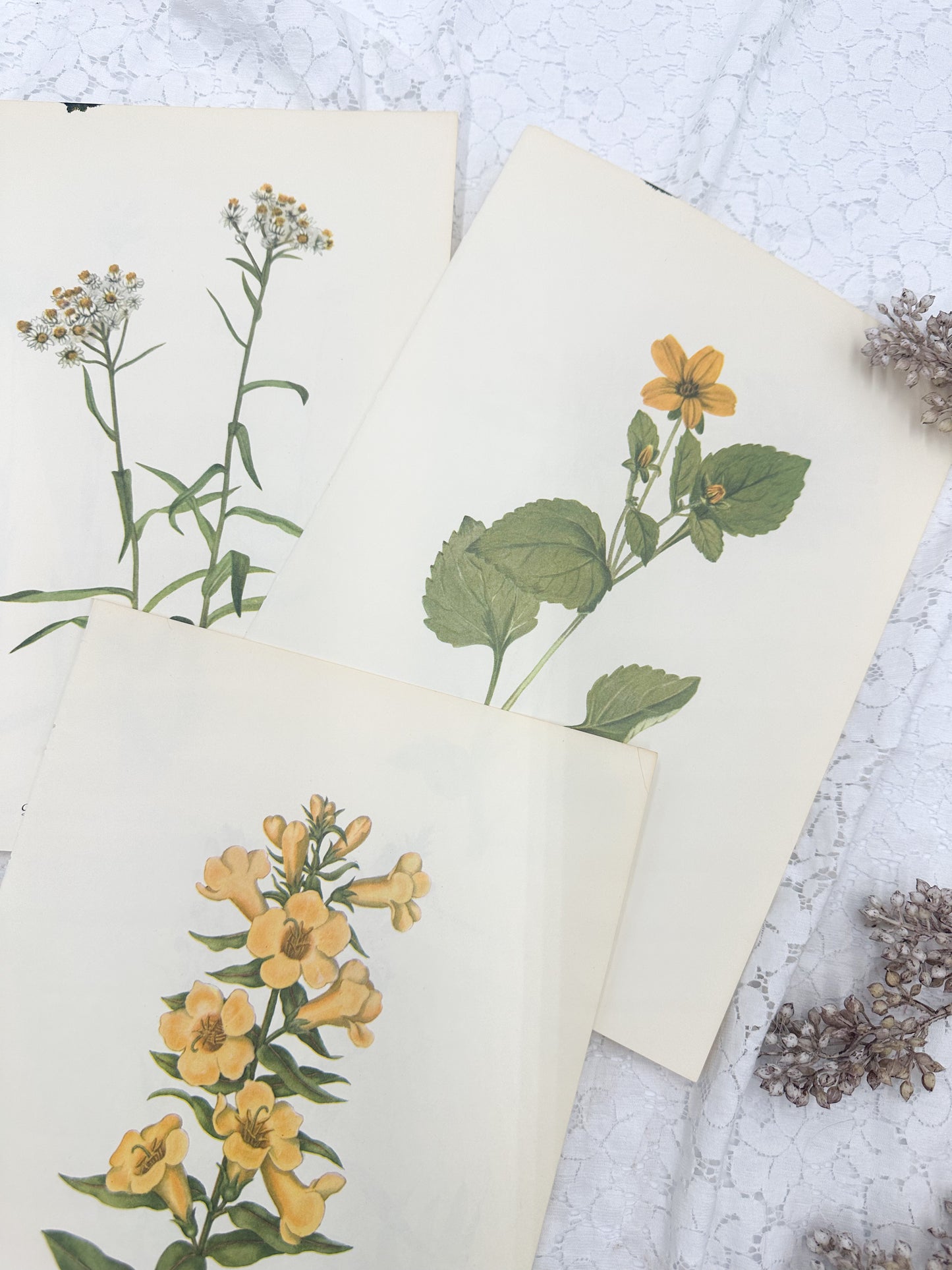 Botanical Print Set