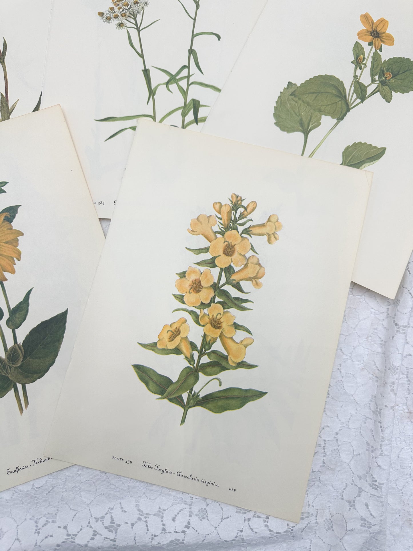 Botanical Print Set