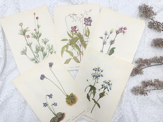 Botanical Print Set