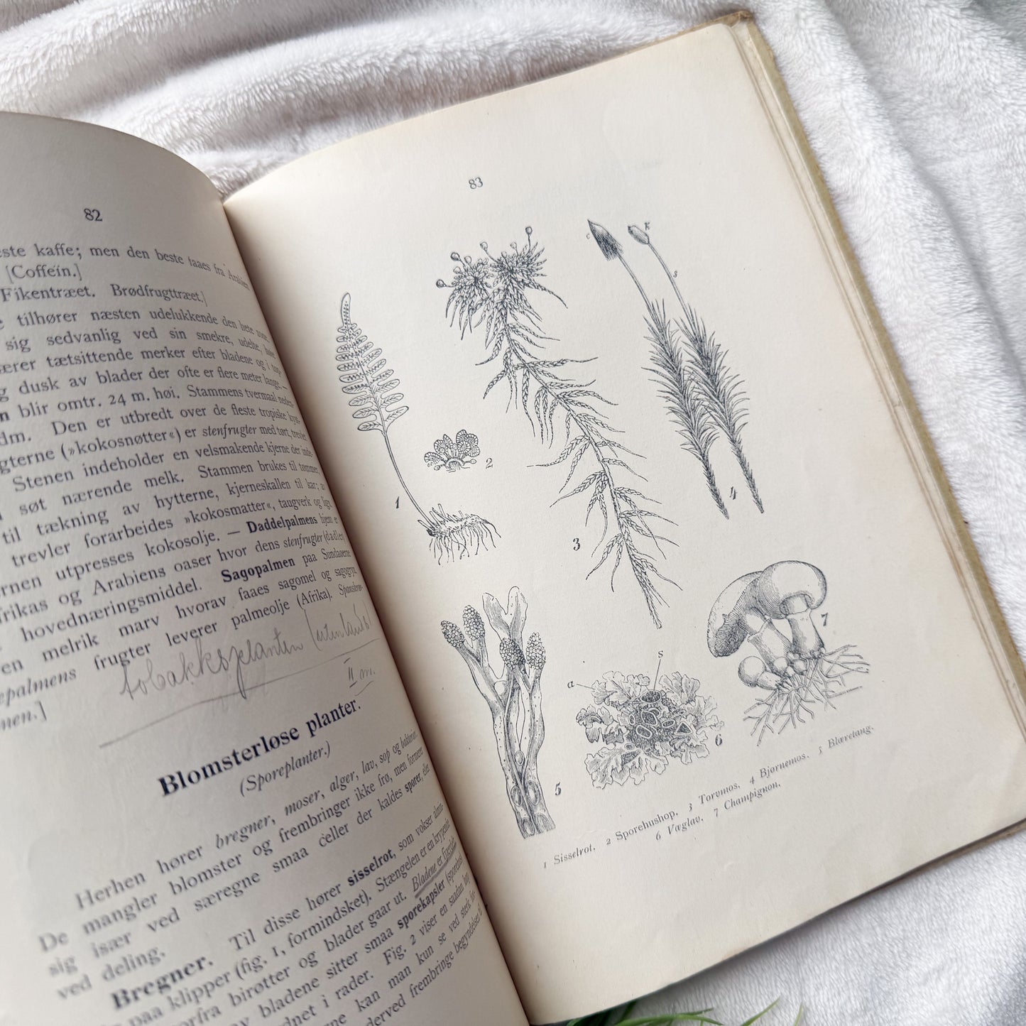 Vintage Botany Book with Writings