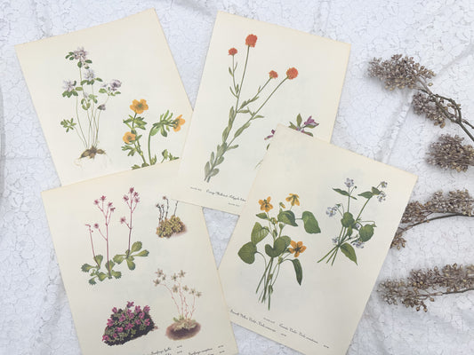 Botanical Print Set