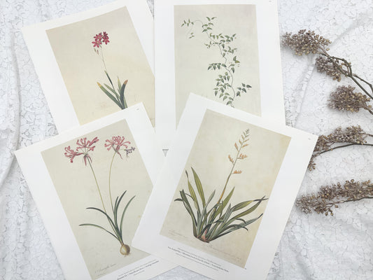 Botanical Print Set