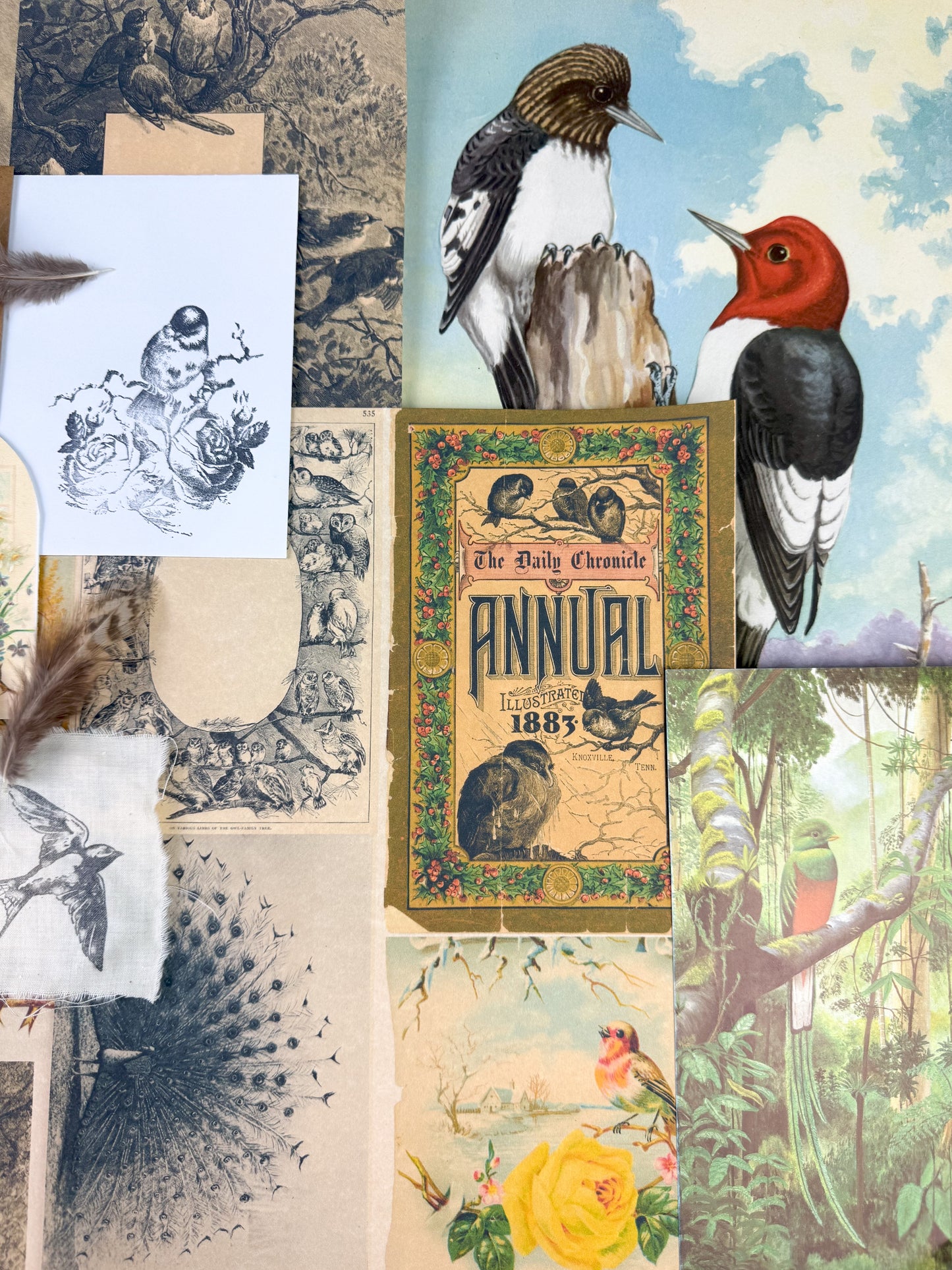 Bird and Nature Ephemera Kit