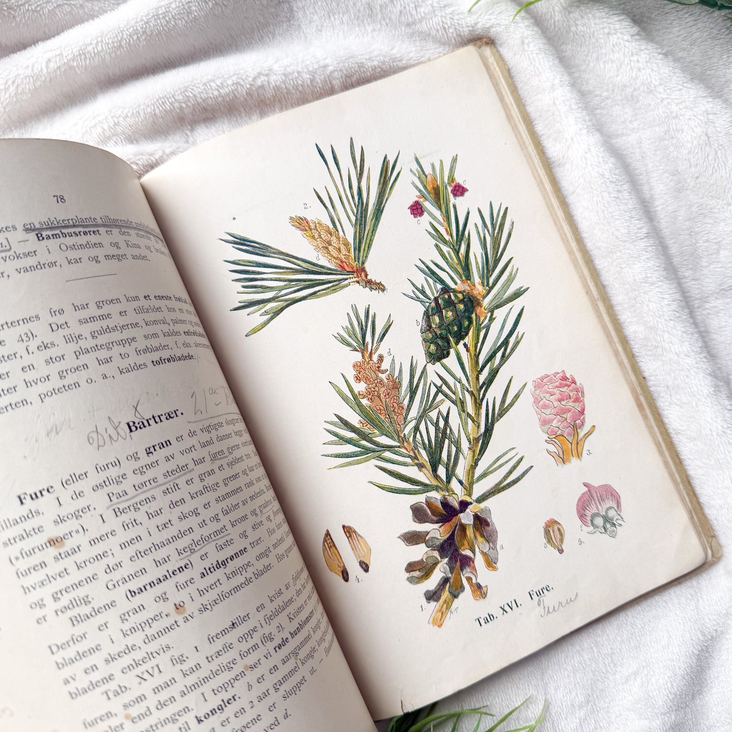 Vintage Botany Book with Writings