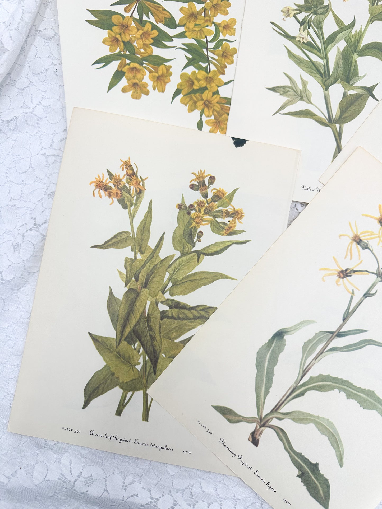 Botanical Print Set