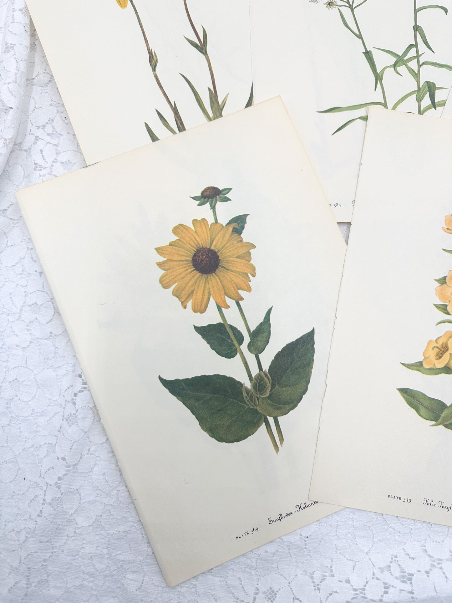 Botanical Print Set