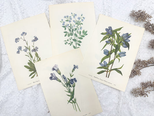 Botanical Print Set