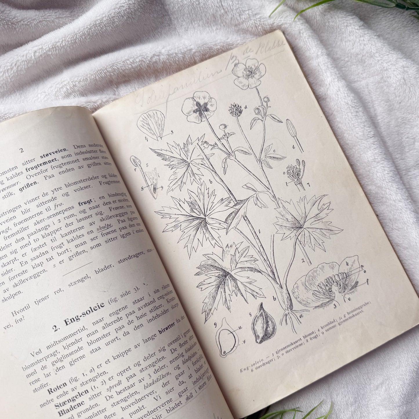 Vintage Botany Book with Writings