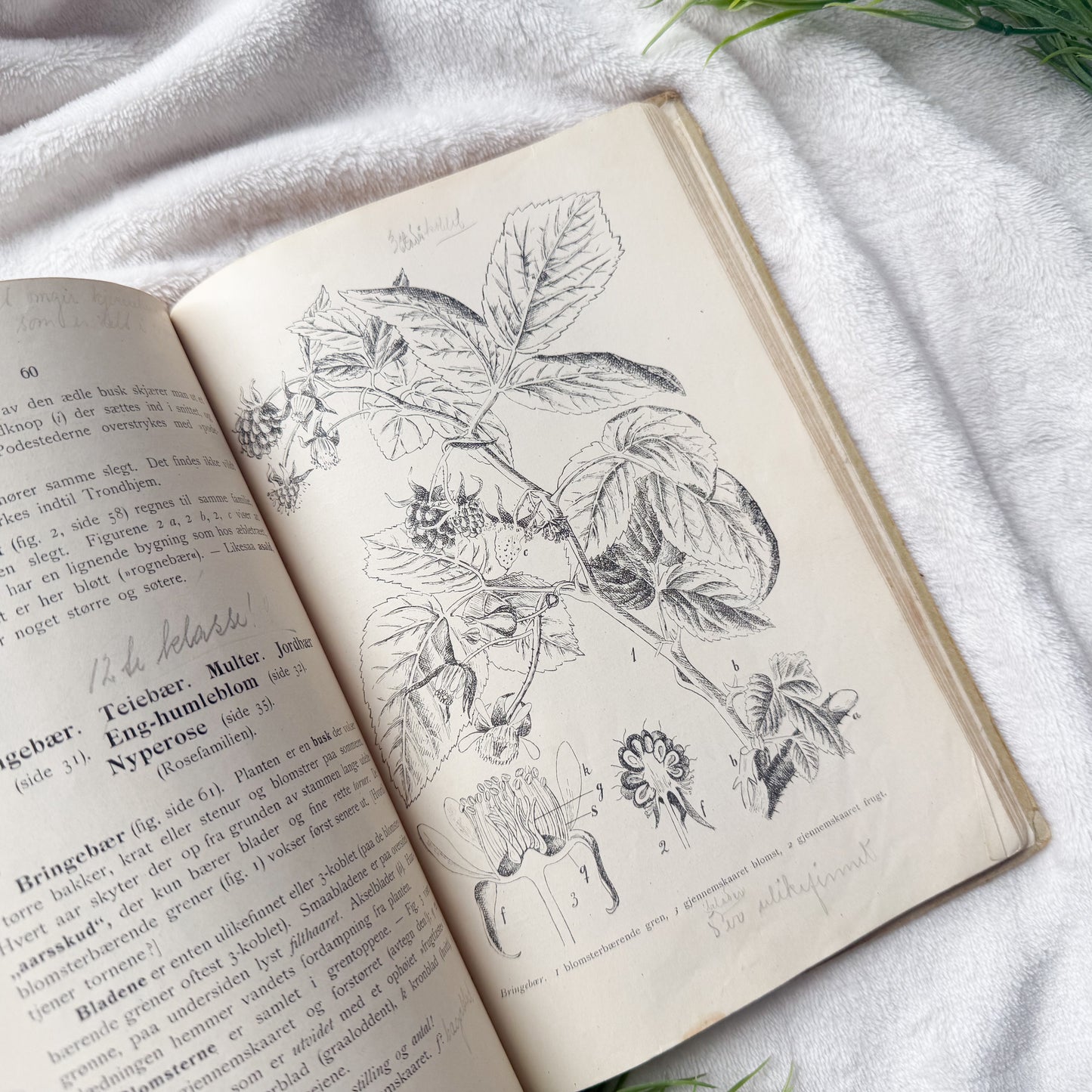 Vintage Botany Book with Writings