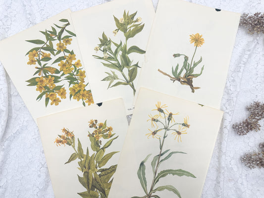 Botanical Print Set